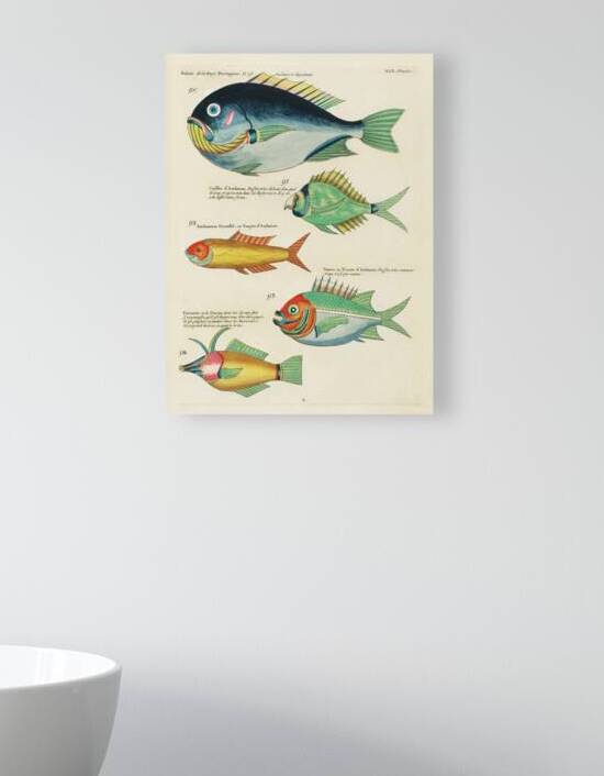 Colourful and surreal illustrations of fishes found in Moluccas Indonesia and the East Indies by Louis Renard 1678 -1746 from Histoire naturelle des plus rares curiositez de la mer des Indes 1754. by IStockHistory com