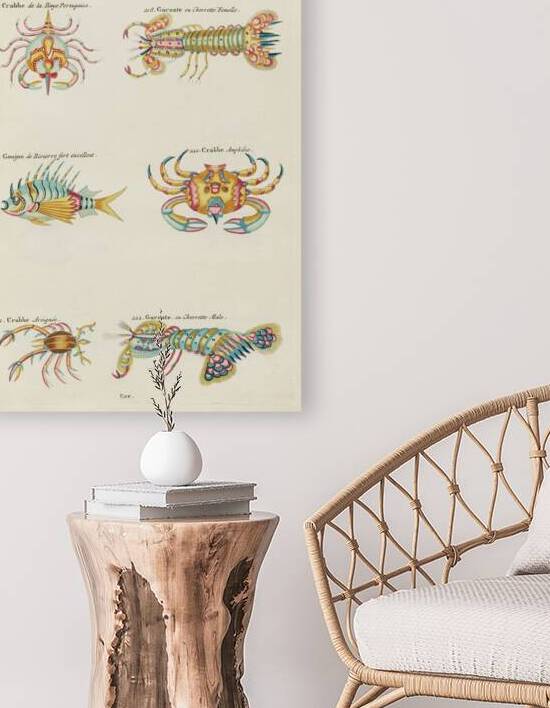 Colourful and surreal illustrations of crabs and lobster found in Moluccas Indonesia and the East Indies by Louis Renard 1678 -1746 from Histoire naturelle des plus rares curiositez de la mer des Indes 1754. by IStockHistory com