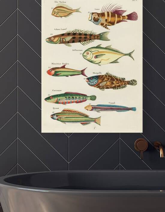 Colourful and surreal illustrations of fishes found in Moluccas Indonesia and the East Indies by Louis Renard 1678 -1746 from Histoire naturelle des plus rares curiositez de la mer des Indes 1754. by IStockHistory com