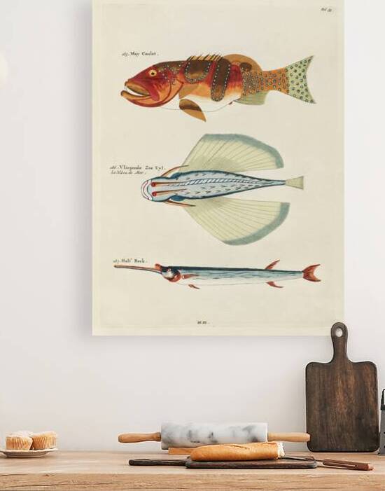 Colourful and surreal illustrations of fishes found in Moluccas Indonesia and the East Indies by Louis Renard 1678 -1746 from Histoire naturelle des plus rares curiositez de la mer des Indes 1754. by IStockHistory com