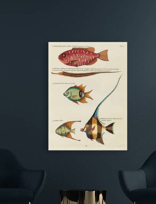 Colourful and surreal illustrations of fishes found in Moluccas Indonesia and the East Indies by Louis Renard 1678 -1746 from Histoire naturelle des plus rares curiositez de la mer des Indes 1754. by IStockHistory com