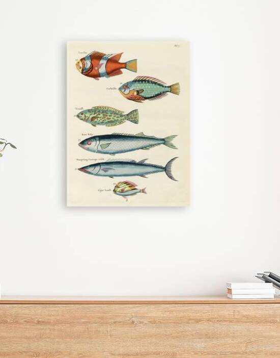 Colourful and surreal illustrations of fishes found in Moluccas Indonesia and the East Indies by Louis Renard 1678 -1746 from Histoire naturelle des plus rares curiositez de la mer des Indes 1754. by IStockHistory com