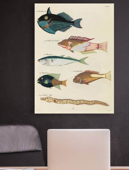Colourful and surreal illustrations of fishes found in Moluccas Indonesia and the East Indies by Louis Renard 1678 -1746 from Histoire naturelle des plus rares curiositez de la mer des Indes 1754. by IStockHistory com