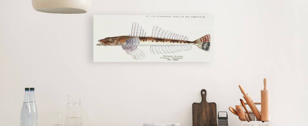 Antique fish platycephalus sp flathead South Pacific Fishes by Frank Edward Clarke 1849-1899.  by IStockHistory com