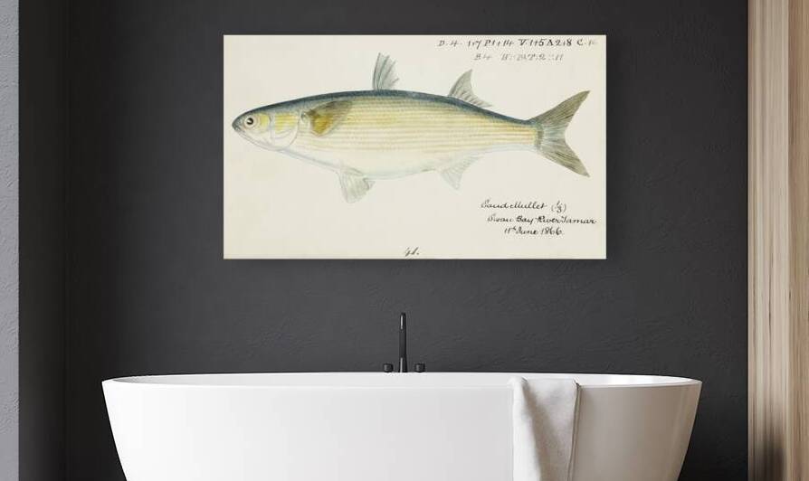 Antique fish myxus elongatus sand mullet South Pacific Fishes by Frank Edward Clarke 1849-1899.  by IStockHistory com