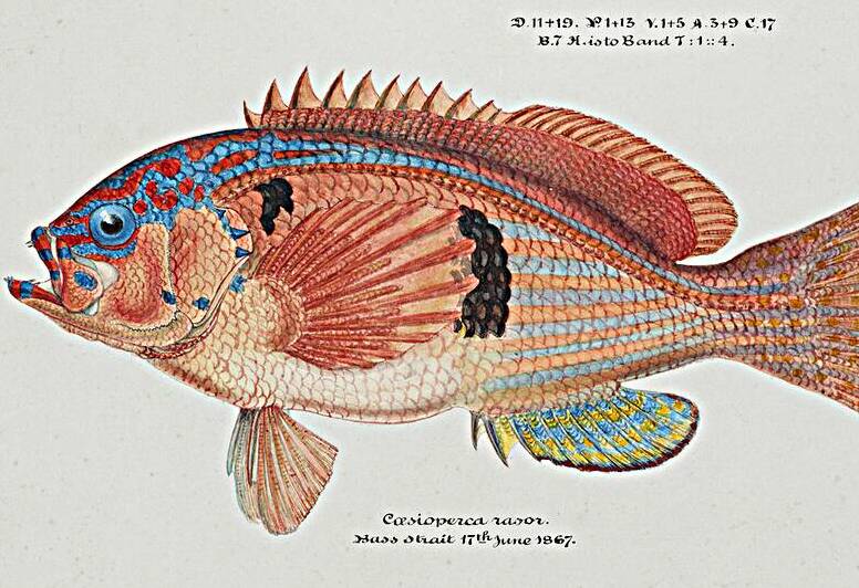 Antique fish caesioperca rasor sea perch South Pacific Fishes by Frank Edward Clarke 1849-1899.  by IStockHistory com