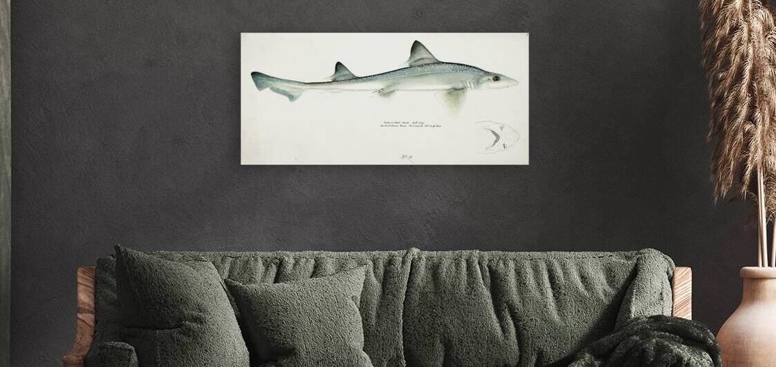 Antique fish Mustelus Antarcticus shark South Pacific Fishes by Frank Edward Clarke 1849-1899.  by IStockHistory com