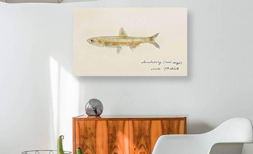 Antique fish engraulis australis anchovy South Pacific Fishes by Frank Edward Clarke 1849-1899.  by IStockHistory com