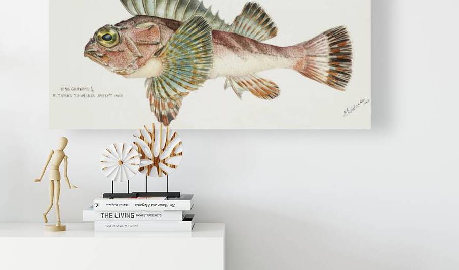 Antique fish neosebastes scorpaenoides ruddy gurnard perch South Pacific Fishes by Frank Edward Clarke 1849-1899.  by IStockHistory com