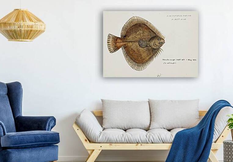 Antique fish Rhombosolea plebeia NZ : Sand flounder South Pacific Fishes by Frank Edward Clarke 1849-1899.  by IStockHistory com