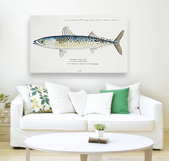 Antique fish scomber australasicus blue mackerel South Pacific Fishes by Frank Edward Clarke 1849-1899.  by IStockHistory com