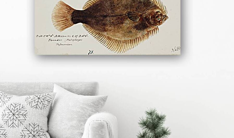 Antique fish Rhombosolea retiaria NZ : Black flounder South Pacific Fishes by Frank Edward Clarke 1849-1899.  by IStockHistory com
