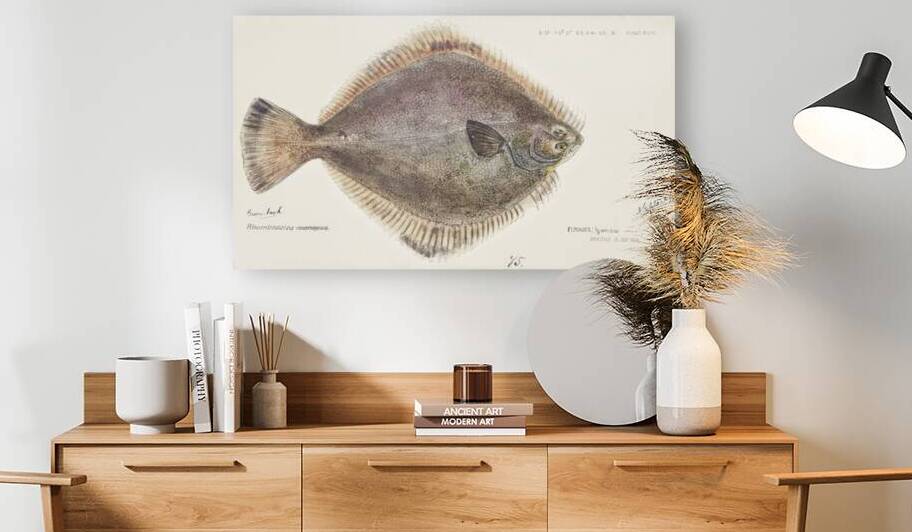 Antique fish Rhombosolea tapirina: Flounder South Pacific Fishes by Frank Edward Clarke 1849-1899.  by IStockHistory com