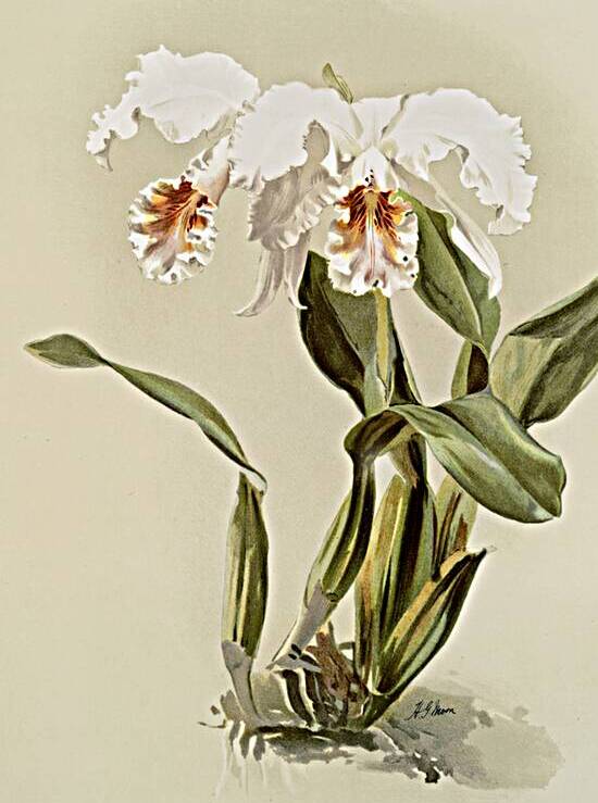 Cattleya mossiæ var reineckiana from Reichenbachia Orchids 1888-1894 illustrated by Frederick Sander 1847-1920.  by IStockHistory com