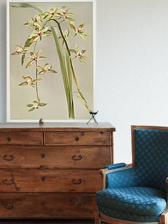 Cymbidium lowianum from Reichenbachia Orchids 1888-1894 illustrated by Frederick Sander 1847-1920.  by IStockHistory com
