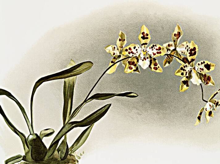 Odontoglossum excellens from Reichenbachia Orchids 1888-1894 illustrated by Frederick Sander 1847-1920.  by IStockHistory com