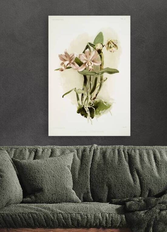 Cattleya brieniana from Reichenbachia Orchids 1888-1894 illustrated by Frederick Sander 1847-1920.  by IStockHistory com