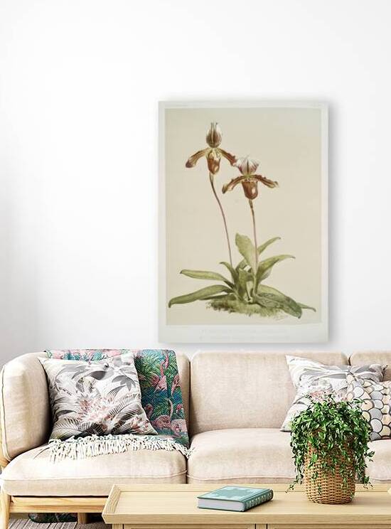 Cypripedium hybridum laucheanum cypripedium hybridum eyermanianum from Reichenbachia Orchids 1888-1894 illustrated by Frederick Sander 1847-1920.  by IStockHistory com