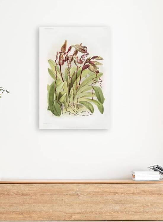Cypripedium sanderianum from Reichenbachia Orchids 1888-1894 by Frederick Sander 1847-1920. by IStockHistory com