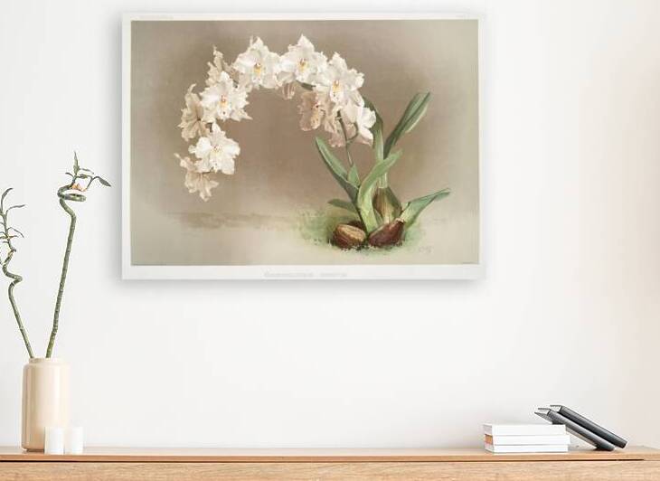 Odontoglossum crispum from Reichenbachia Orchids 1888-1894 by Frederick Sander 1847-1920.  by IStockHistory com