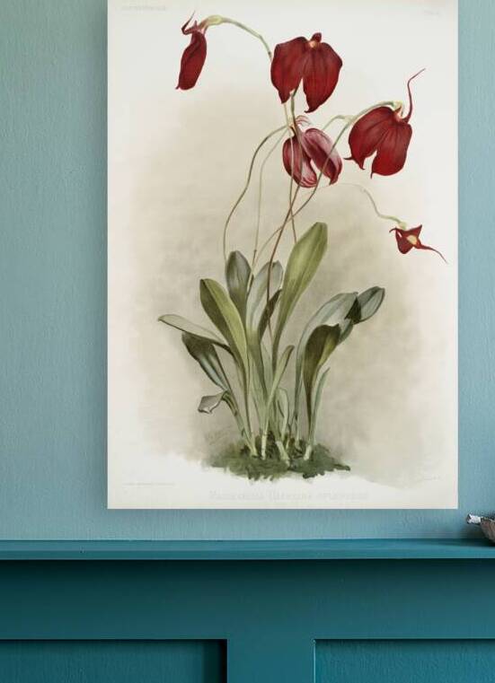 Masdevallia harryana splendens from Reichenbachia Orchids 1888-1894 illustrated by Frederick Sander 1847-1920.  by IStockHistory com