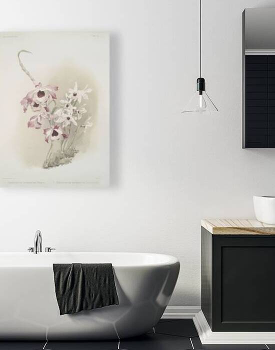 Dendrobium hybridum venus Dendrobium hybridum cassiope from Reichenbachia Orchids 1888-1894 illustrated by Frederick Sander 1847-1920.  by IStockHistory com