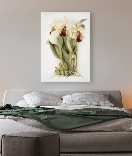 Cattleya dowiana aurea from Reichenbachia Orchids 1888-1894 by Frederick Sander 1847-1920.  by IStockHistory com