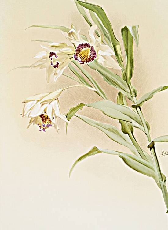 Thunia brymeriana from Reichenbachia Orchids 1888-1894 illustrated by Frederick Sander 1847-1920.  by IStockHistory com