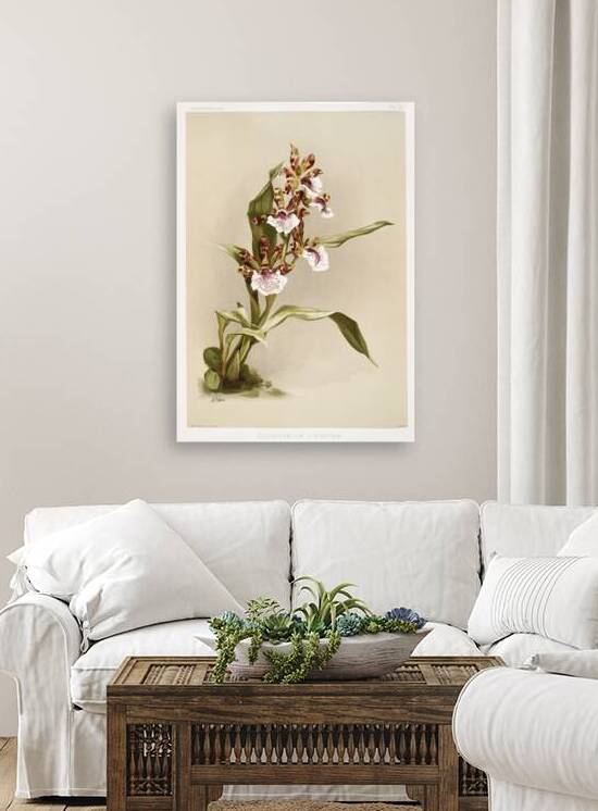 Zygopetalum crinitum from Reichenbachia Orchids 1888-1894 illustrated by Frederick Sander 1847-1920.  by IStockHistory com