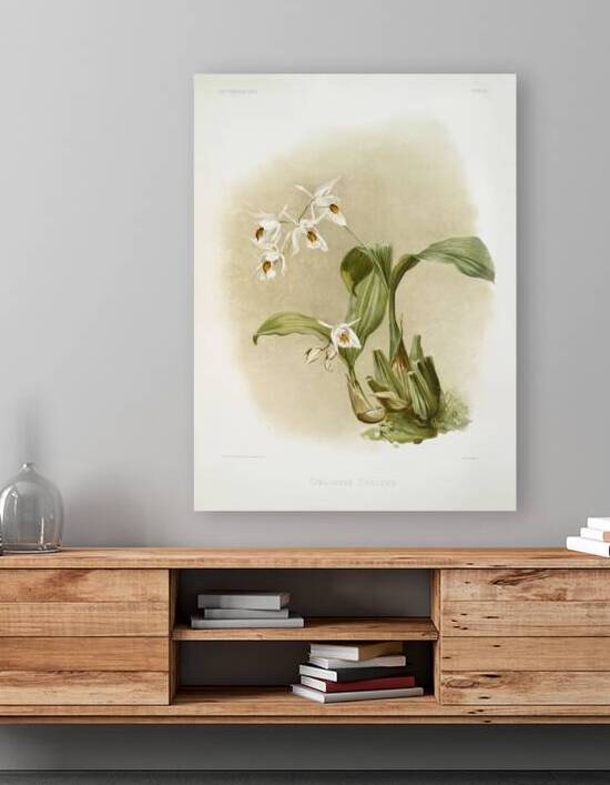 Coelogyne sanderæ from Reichenbachia Orchids 1888-1894 illustrated by Frederick Sander 1847-1920.  by IStockHistory com