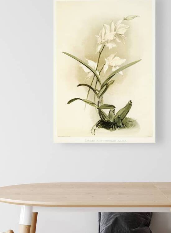 Lælia autumnalis alba from Reichenbachia Orchids 1888-1894 illustrated by Frederick Sander 1847-1920.  by IStockHistory com