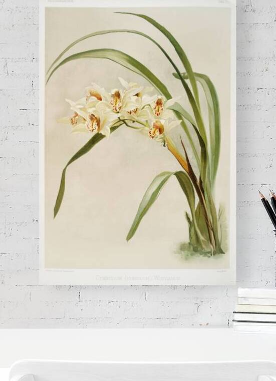 Cymbidium hybridum winnianum from Reichenbachia Orchids 1888-1894 illustrated by Frederick Sander 1847-1920.  by IStockHistory com