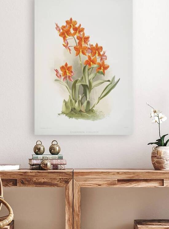 Epidendrum vitellinum from Reichenbachia Orchids 1888-1894 illustrated by Frederick Sander 1847-1920.  by IStockHistory com