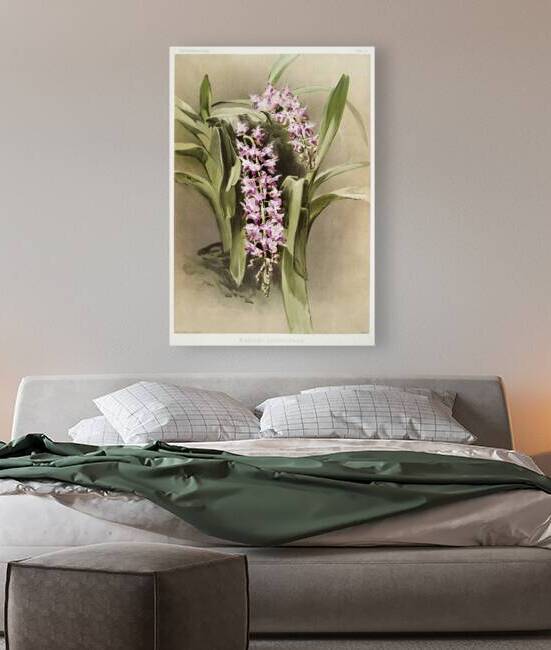 Aërides savageanum from Reichenbachia Orchids 1888-1894 illustrated by Frederick Sander 1847-1920.  by IStockHistory com