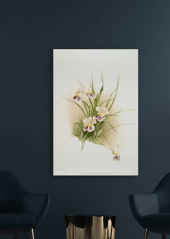 Miltonia phalænopsis from Reichenbachia Orchids 1888-1894 illustrated by Frederick Sander 1847-1920.  by IStockHistory com