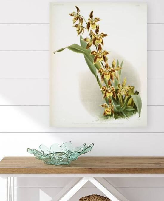 Odontoglossum luteo-purpureum prionopetalum from Reichenbachia Orchids 1888-1894 illustrated by Frederick Sander 1847-1920.  by IStockHistory com