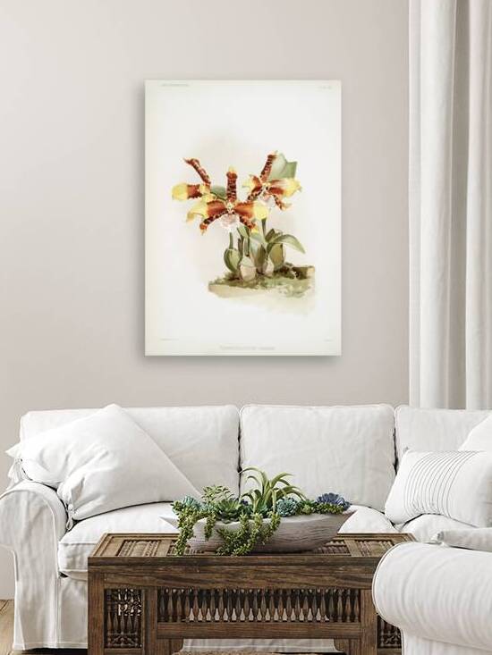 Odontoglossum grande from Reichenbachia Orchids 1888-1894 illustrated by Frederick Sander 1847-1920.  by IStockHistory com