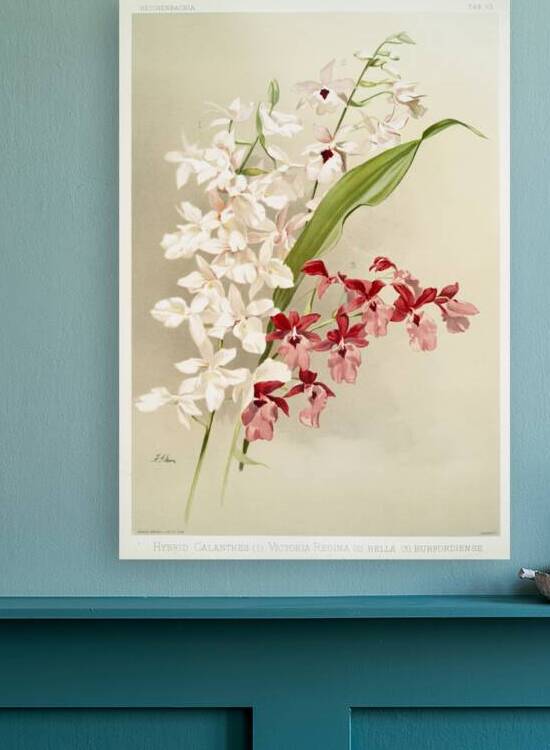 Hybrid calanthes victoria regina bella and burfordiense from Reichenbachia Orchids 1888-1894 illustrated by Frederick Sander 1847-1920.  by IStockHistory com