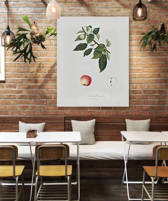 Apple Malus pumila from Pomona Italiana 1817 - 1839 by Giorgio Gallesio 1772-1839.  by IStockHistory com