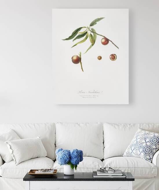 Peach Prunus persica from Pomona Italiana 1817 - 1839 by Giorgio Gallesio 1772-1839.  by IStockHistory com