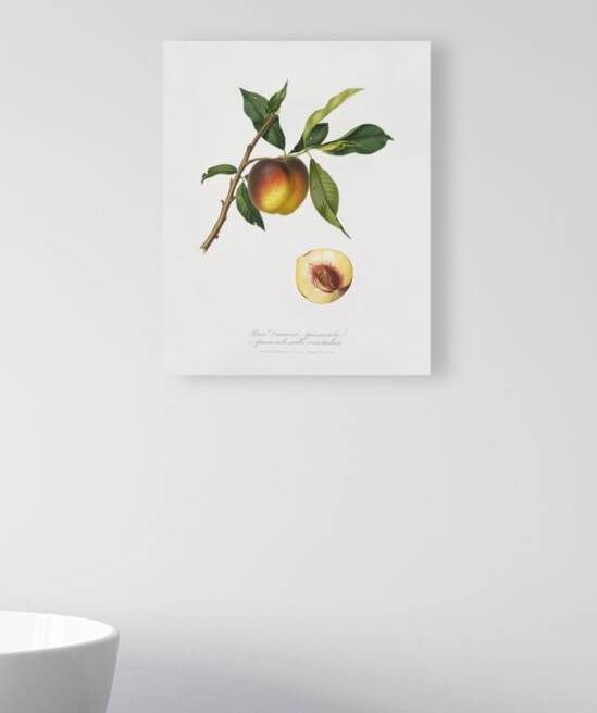 Peach Prunus persica from Pomona Italiana 1817 - 1839 by Giorgio Gallesio 1772-1839.  by IStockHistory com