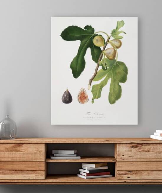 Figs Ficus carica sativa from Pomona Italiana 1817 - 1839 by Giorgio Gallesio 1772-1839.  by IStockHistory com
