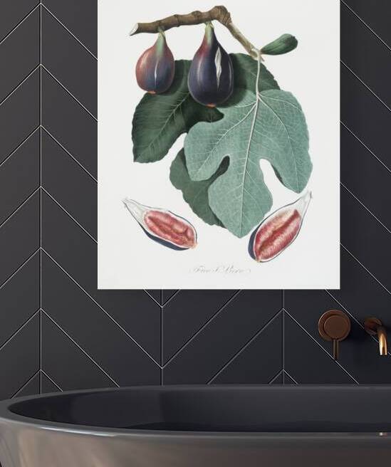 Fig Figus Carica from Pomona Italiana 1817 - 1839 by Giorgio Gallesio 1772-1839.  by IStockHistory com