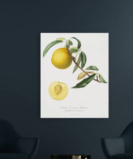 Peach Prunus persica from Pomona Italiana 1817 - 1839 by Giorgio Gallesio 1772-1839.  by IStockHistory com