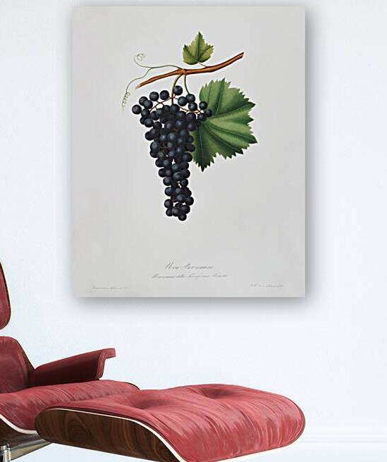 Berzemina grape Vites veneto from Pomona Italiana 1817 - 1839 by Giorgio Gallesio 1772-1839.  by IStockHistory com