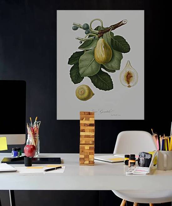 Common Fig Ficus carica sativa from Pomona Italiana 1817 - 1839 by Giorgio Gallesio 1772-1839.  by IStockHistory com
