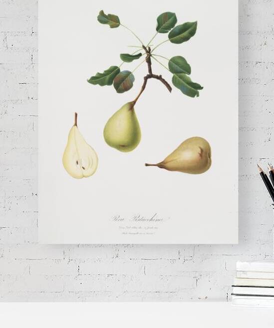 Pear Pyrus communis from Pomona Italiana 1817 - 1839 by Giorgio Gallesio 1772-1839.  by IStockHistory com