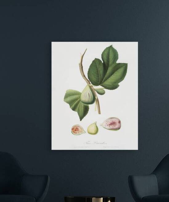 Fig Ficus carica bifera from Pomona Italiana 1817 - 1839 by Giorgio Gallesio 1772-1839.  by IStockHistory com