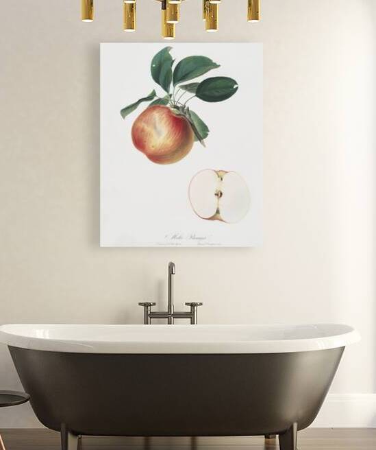 Apple Malus domestica from Pomona Italiana 1817 - 1839 by Giorgio Gallesio 1772-1839.  by IStockHistory com