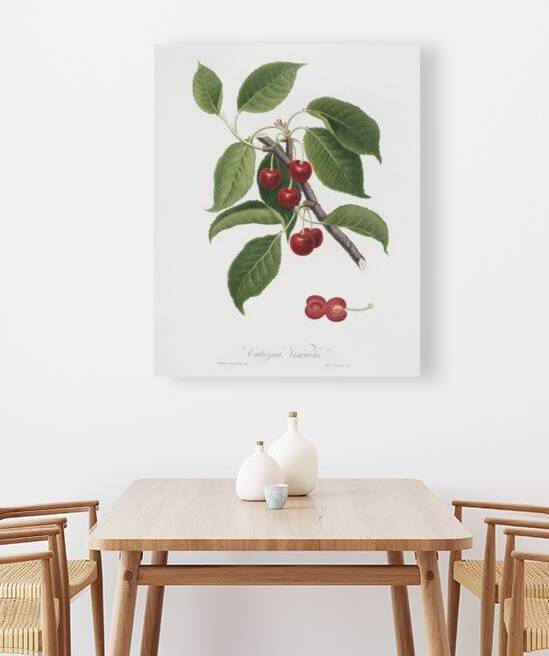 Sour Cherry Cerasus cordiformis duracina from Pomona Italiana 1817 - 1839 by Giorgio Gallesio 1772-1839.  by IStockHistory com